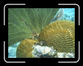Tortola 244 * 2048 x 1536 * (1.53MB)